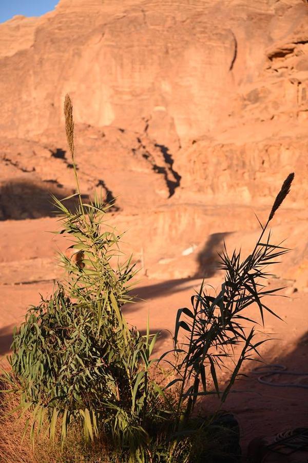 Wadi Rum Beduland Camp Экстерьер фото