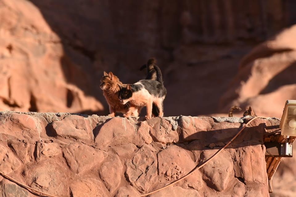 Wadi Rum Beduland Camp Экстерьер фото