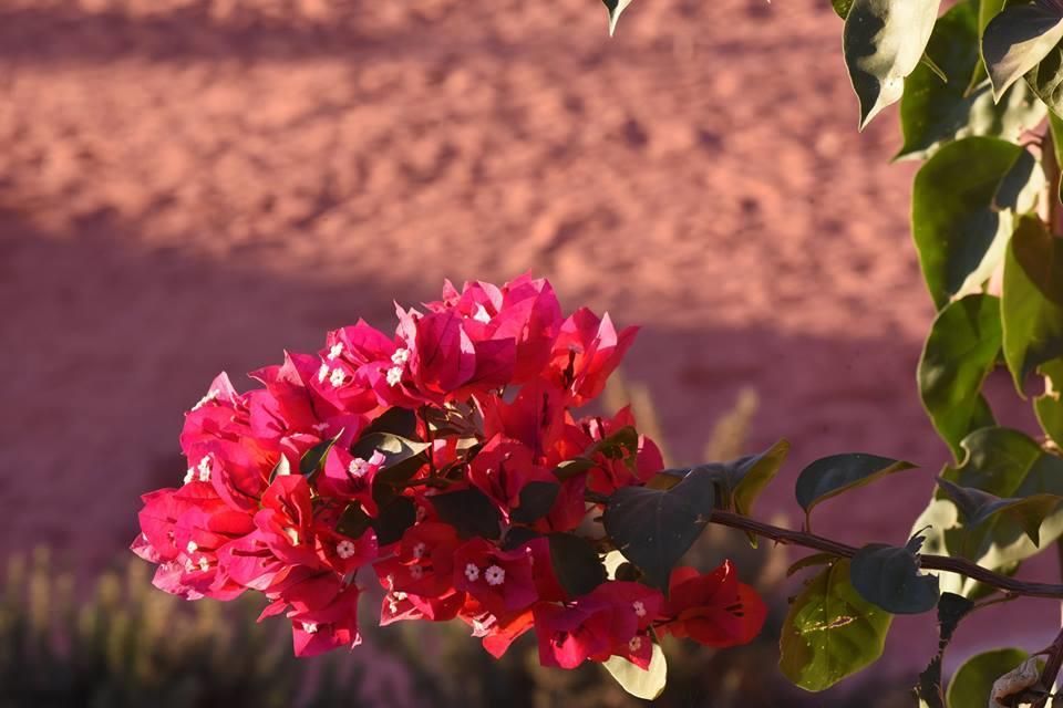 Wadi Rum Beduland Camp Экстерьер фото